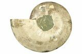 Cut & Polished Ammonite Fossil (Half) - Madagascar #267942-1